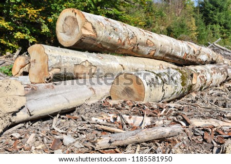 Beech timber harvesting in industrial photo.