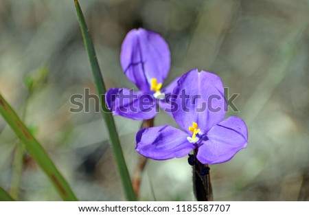 Australian native wildflowers, the silky purple flag iris, Patersonia sericea, family Liliaceae, Royal National Park, Sydney, NSW, Australia