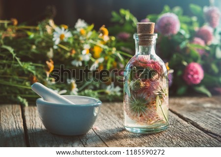 Clover tincture or infusion, mortar, daisy and clover flowers bunch on wooden board. Royalty-Free Stock Photo #1185590272