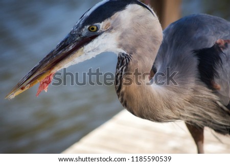 Hungry Great blue and grey heron eating a piece of orange fish on a dock at dinner time in tropical Florida in the summer. Royalty-Free Stock Photo #1185590539