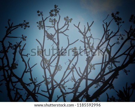 silhouette beautiful bare tree branches with flowers shrubs without leaf against cloud blue sky background on sunny day in winter, no people low angle view from floor, nature wallpaper art lover