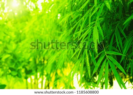Bamboo leaves With light blurred side for text input.This tree grows in forests in China and Japan.