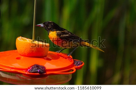 Beautiful oriole bird on a bird feeder eating a orange and grape jelly in the morning sunshine. Royalty-Free Stock Photo #1185610099