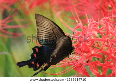 A butterfly is sucking nectar from a red flower.