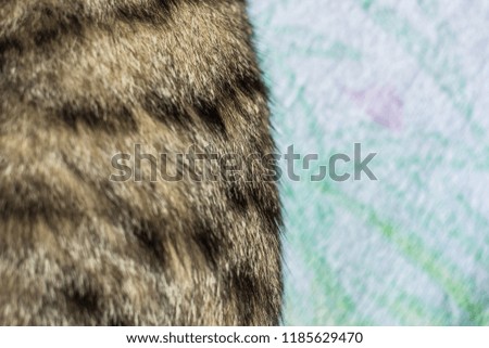 animal cat stripes wool background texture concept with board with bright cover clothes surface, empty copy space for your text