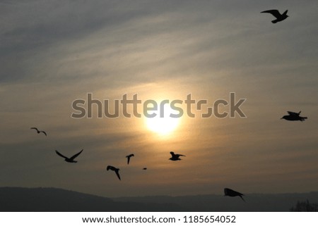 birds sea gull flying sun sky white lakeside