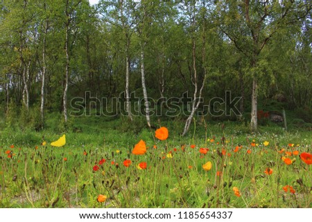 Landscape picture of red, orange and yellow poppies in a green field, captured in Kautokeino, Finnmark, Norway