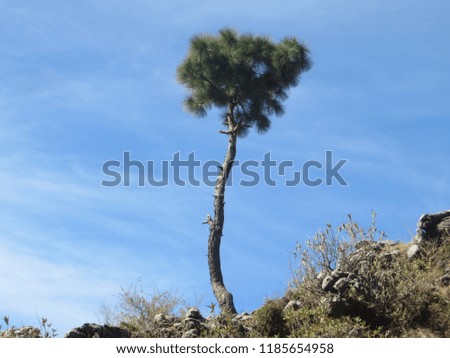 pine tree on the top hill of himachal pradesh