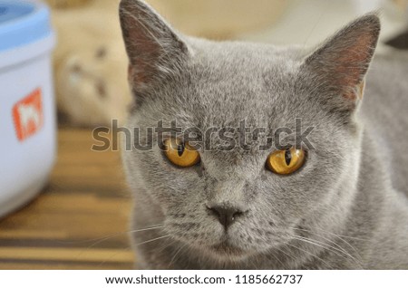 An old female fluffy cat is looking at the camera with the serious eyes.