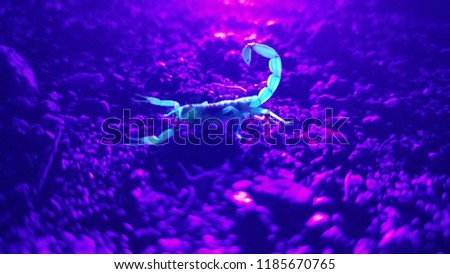 UV Scorpion Hunting at Night on Rocks 5
