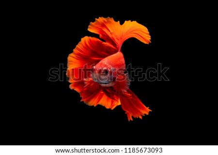The moving moment beautiful of red siamese betta fish or splendens fighting fish in thailand on black background. Thailand called Pla-kad or biting fish.