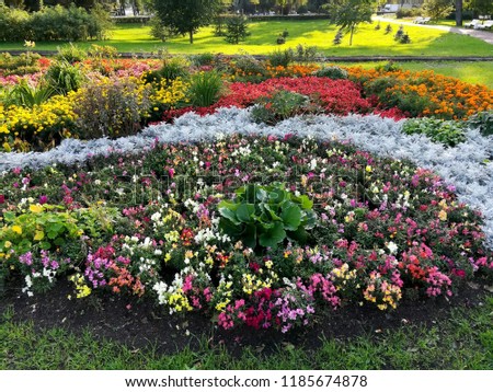 colorful flowerbed in the city park in summer