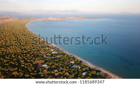 Aerial photo from famous natural Park and wetland and sandy beach of Schoinias with rare Pine trees and turquoise clear waters at sunset, Marathon, Attica, Greece
