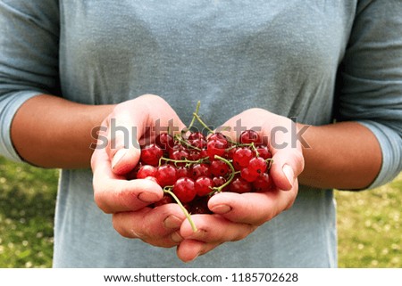 bunch of red currants in hands stock photo