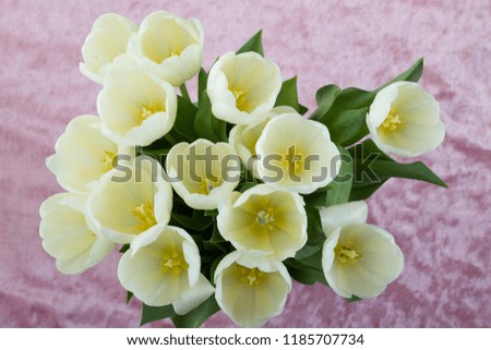 Macro picture of light yellow tulip petals