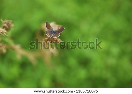 Small butterfly on dry plant in green meadow, closeup