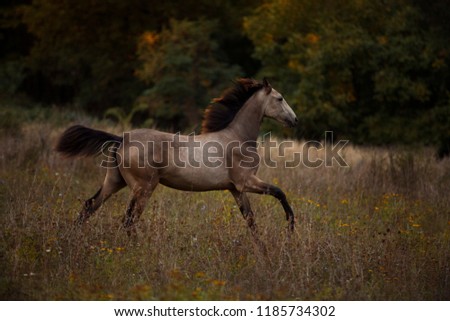 brown horse running on sunset with long mane, buckskin horse photography , horse in high grass