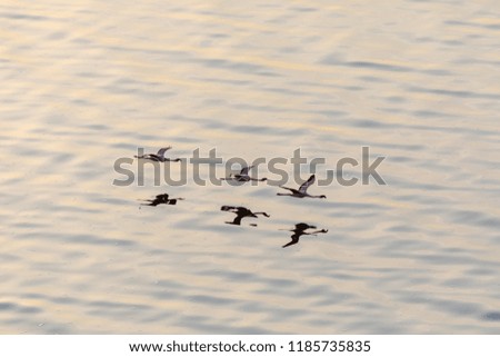Flamingos are flying above water. It is a good picture of wildlife. Photo was taken on short distance and with excellent light.