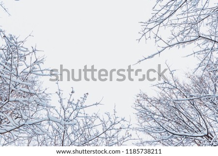 Winter forest and tree branches in the snow