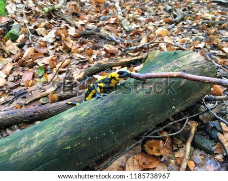 Fiery salamander in natural environment. Black with yellow spots amphibious animal in the forest habitat.