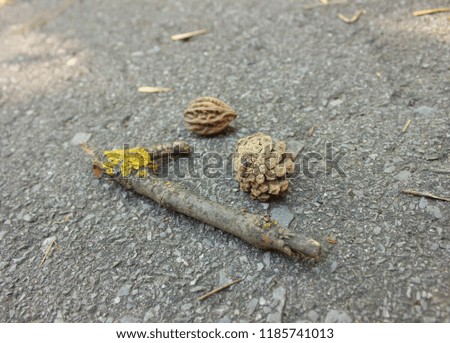 Lichen branch. wild walnut and pine cone on asphalt
