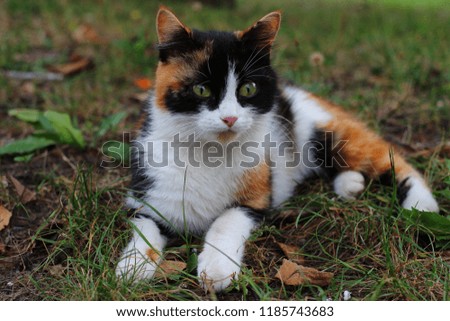 A colorful cat is lying on the grass