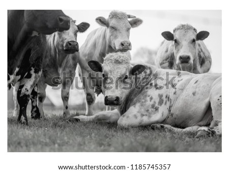 A bull and cows (herd) of livestock cattle in The Ardennes (Belgium, Europe). A medium format camera, high resolution image. 