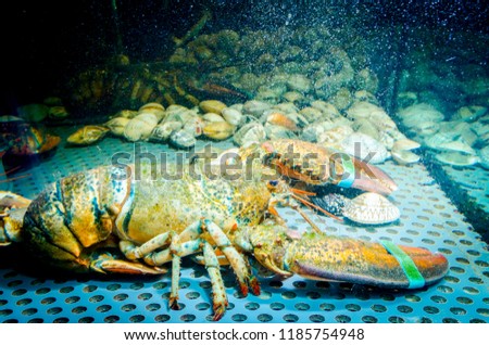 Live exotic and expensive crayfish with tied claws are in aquarium, tank at traditional seafood restaurant for sale.