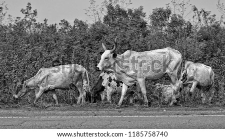 Cattle breeding. Herd of African cattle. Husbandry. Cows. Beautiful landscape. Panoramic skyline. Black and White Photography. 