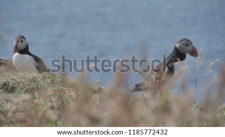 Puffins, Island of Lunga, Scotland, 2018