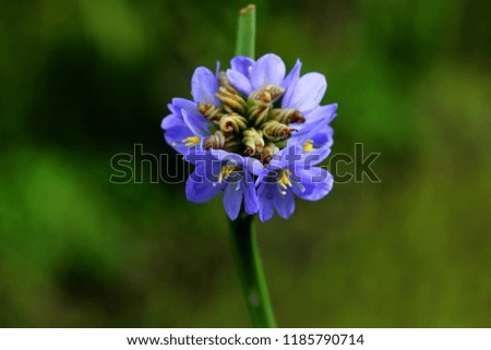 Common Water Hyacinth Flower