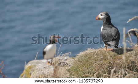 Puffins on Lunga Island - Scotland 2018