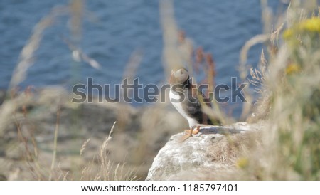 Puffins on Lunga Island - Scotland 2018