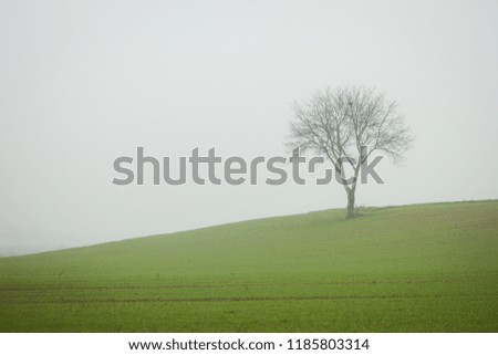 Mystic and lonely tree in green meadow in the fog