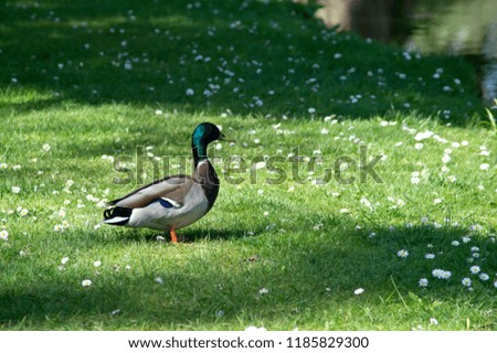 isolated picture of a colourful duck on grassland near the edge of the pond 