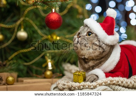 New Year, Christmas cat in Santa hat and costume on the background of a Christmas tree and lights