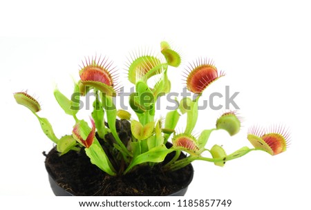 close up on venus flytrap isolated on white background