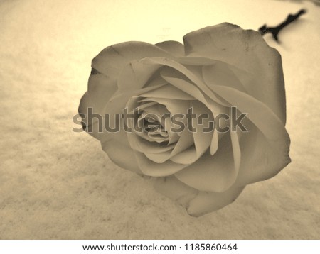 Rose in antique colors on snow