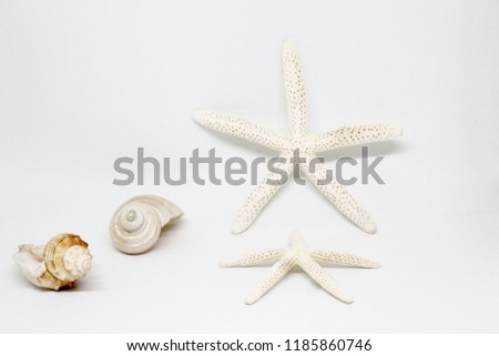 Shells and starfish on white background.