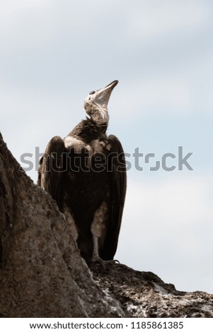Hooded vulture in Masai Mara, Kenya.