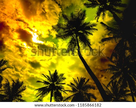 edited sky with coconut tree