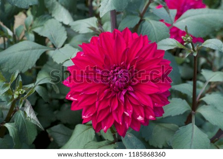 Red dahlia in garden.
A picture of the beautiful red dahlia in a garden.