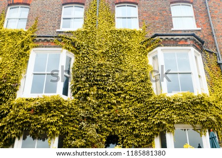A picture of a house full of leaves during autumn season in York, United Kingdom.