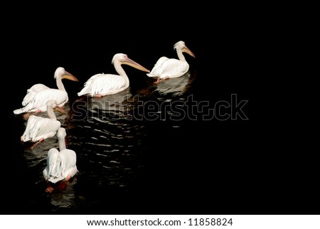 A group of pelicans with reflection on the water