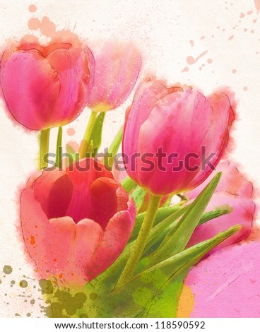 Tulip. watercolor