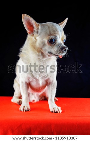 portrait of a chihuahua on a black background