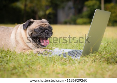 Adorable pug dog use laptop in the park.