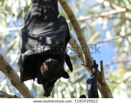 Flying Fox hanging in a tree by Katherine Gorge, Northern Territory, Australia