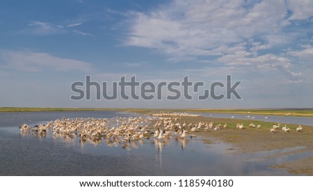 colony of pelicans in the Danube Delta, Romania