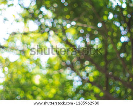 The natural blur background with beautiful shape green bokeh from the forest tree